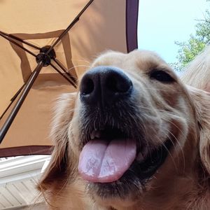 Meet your Posher, Joanie